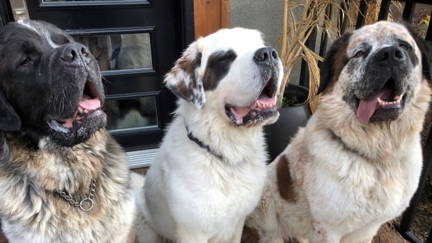 'Gentle giant' St. Bernard brothers find 'perfect fit' home in Alberta