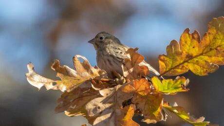 The bird was first found on the grass at the south end of Uplands Park along Beach Drive (where Beach Drive bisects Uplands Park). Rare Pine Bunting