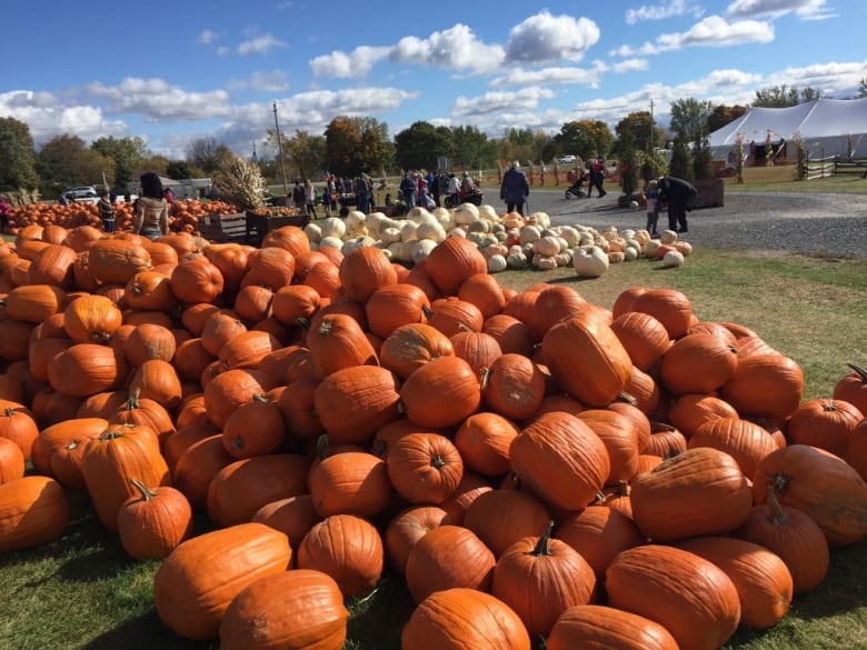 The Ottawa area's fall rhapsody — in photos CBC News