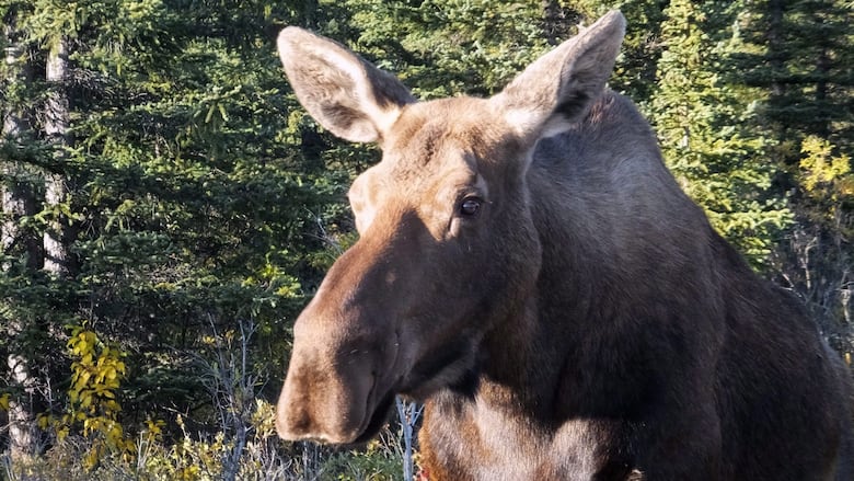 A close-up of a moose in a forest.