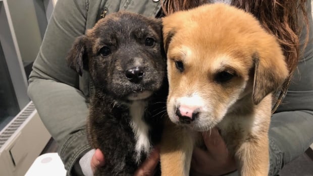 Puppies rescued from freezing temperatures in Regina's warehouse district | CBC News