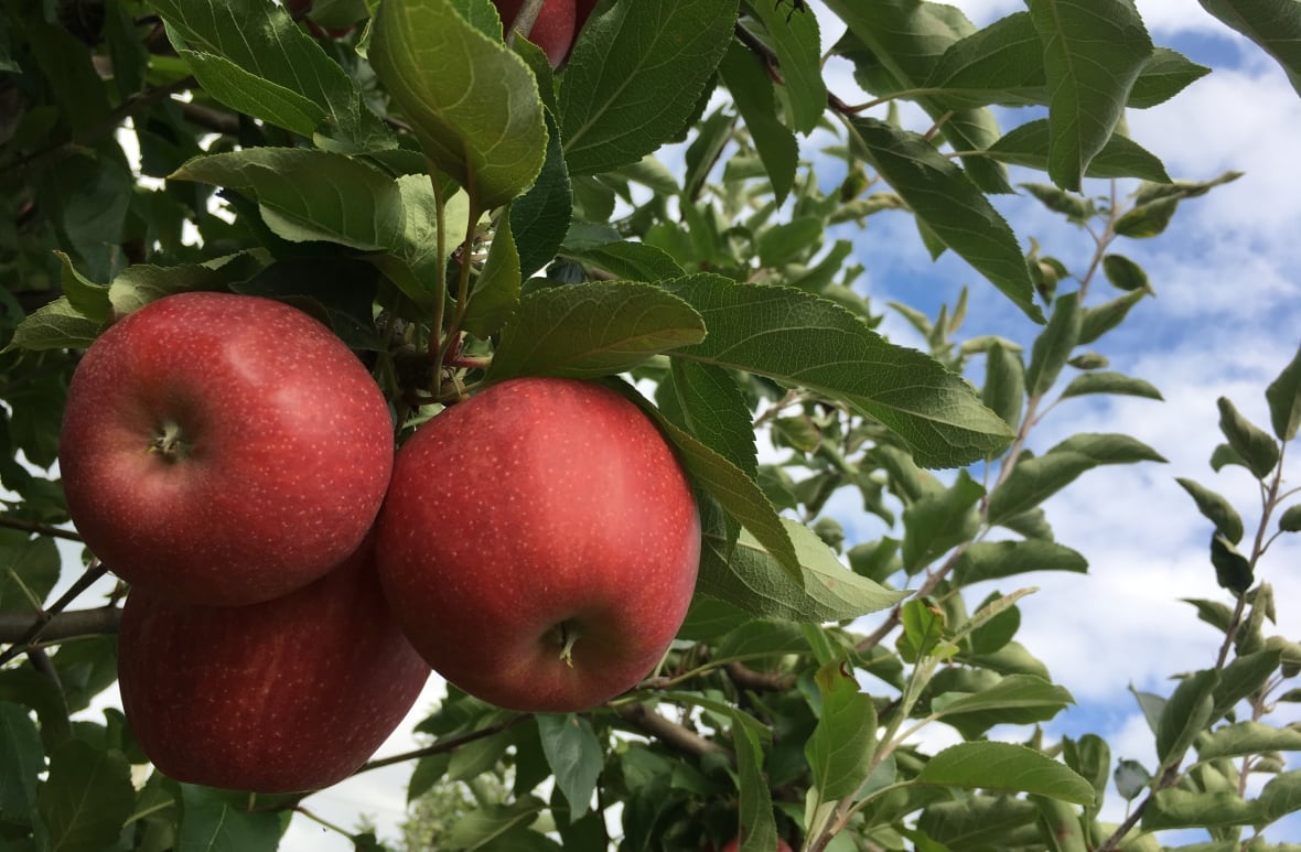 Goodbye, Red Delicious Canada's favourite apples are now sweeter, more