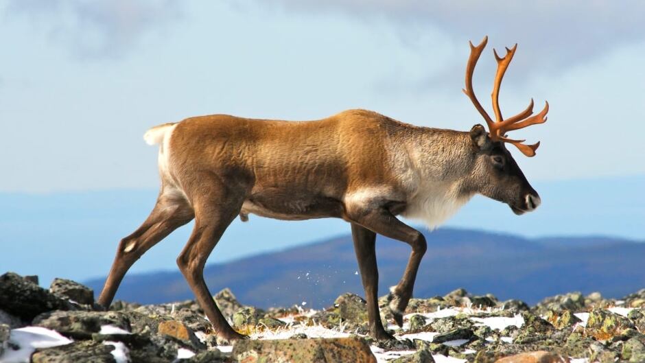 Quebec Builds Fences Around Caribou As Experts Decry Lack Of Habitat Protection Cbc News