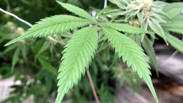 Mexico introduces bill to legalize pot | CBC News