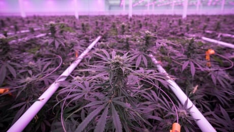 Aphira cannabis, in Leamington, Ont., is expanding its Canadian operation to include 1 million square feet of grow space to meet demand once recreational consumption is legalized this summer. This plant is Aphira's high CBD Treasure Island sativa strain. With no euphoric side effects or impairment it has become one of Aphira's most popular products used for pain relief. (Evan Mitsui/CBCNews) Aphria cannabis greehouse, Leamington ON