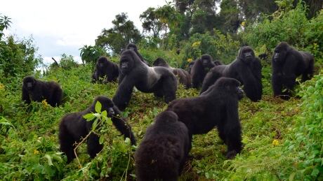 After facing near extinction, mountain gorilla population grows