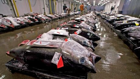 FILE - In this May 12, 2009, file photo, bigeye tuna line the floor of the United Fishing Agency's auction house in Honolulu. Federal regulators are allowing Hawaii fishermen to resume catching a prized tuna species in their most productive fishing grounds west of the islands, more than two months after the fishery was closed in early August 2015 because the fishermen hit their annual catch limit. (AP Photo/Eugene Tanner, File) Hawaii Tuna