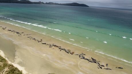 New Zealand Whale Stranding