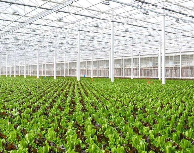 Alberta romaine lettuce greenhouse says it prevents E. coli