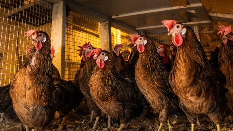 Free-Range Eggs: Embracing new standards - Canadian Poultry