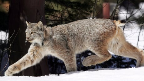 FILE - In this April 19, 2005 file photo, a Canada lynx heads into the Rio Grande National Forest after being released near Creede, Colo. Wildlife officials said Thursday, Jan. 11, 2018, the Canada lynx no longer needs special protections in the United States. The U.S. Fish and Wildlife Service will begin drafting a rule to revoke the animal's threatened species status, which has been in place since 2000. Canada Lynx