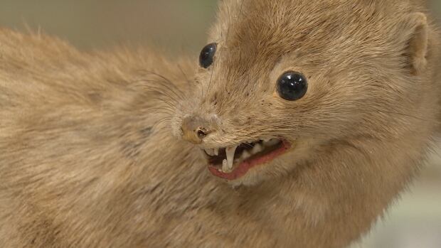 This fierce-looking creature could be the only complete sea mink skin