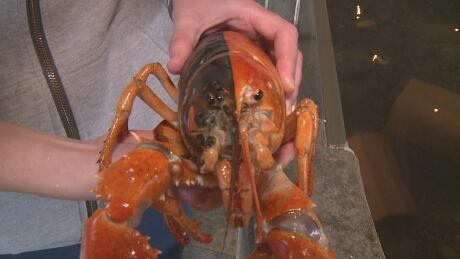 Jethro the Lobster