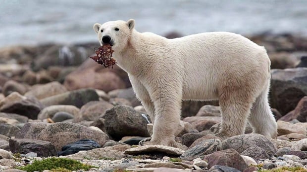 Another detail emerges on polar bear behaviour — some are hoarders - CBC.ca