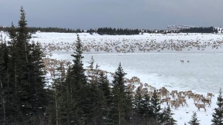 A troupe of caribou on December 4, 2018, at kilometre 12 along the Hudson Bay coast, near Whapmagoostui/Kuujjuarapik, Que. Caribou near Whapmagoostui/Kuujuarapik