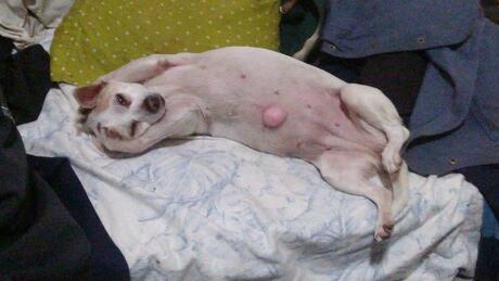 Michael Lorimer's dog, Mishah, was found safe in Vancouver's Gastown area on Thursday night. The dog, who has a herniated belly button, had been missing for nearly two weeks. Jack Russell Chihuahua cross Mishah Michael Lorimer