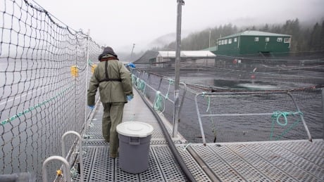 A bucket of salmon is collected during a Department of Fisheries and Oceans fish health audit at the Okisollo fish farm near Campbell River, B.C. on Oct. 31, 2018. Seventeen fish farms off the northeastern tip of Vancouver Island will be phased out by 2023 under a new agreement between First Nations and the province, the premier announced Friday. fish farm campbell river b.c.
