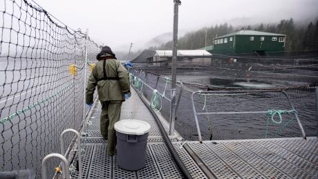 A bucket of salmon is collected during a Department of Fisheries and Oceans fish health audit at the Okisollo fish farm near Campbell River, B.C. on Oct. 31, 2018. Seventeen fish farms off the northeastern tip of Vancouver Island will be phased out by 2023 under a new agreement between First Nations and the province, the premier announced Friday. fish farm campbell river b.c.