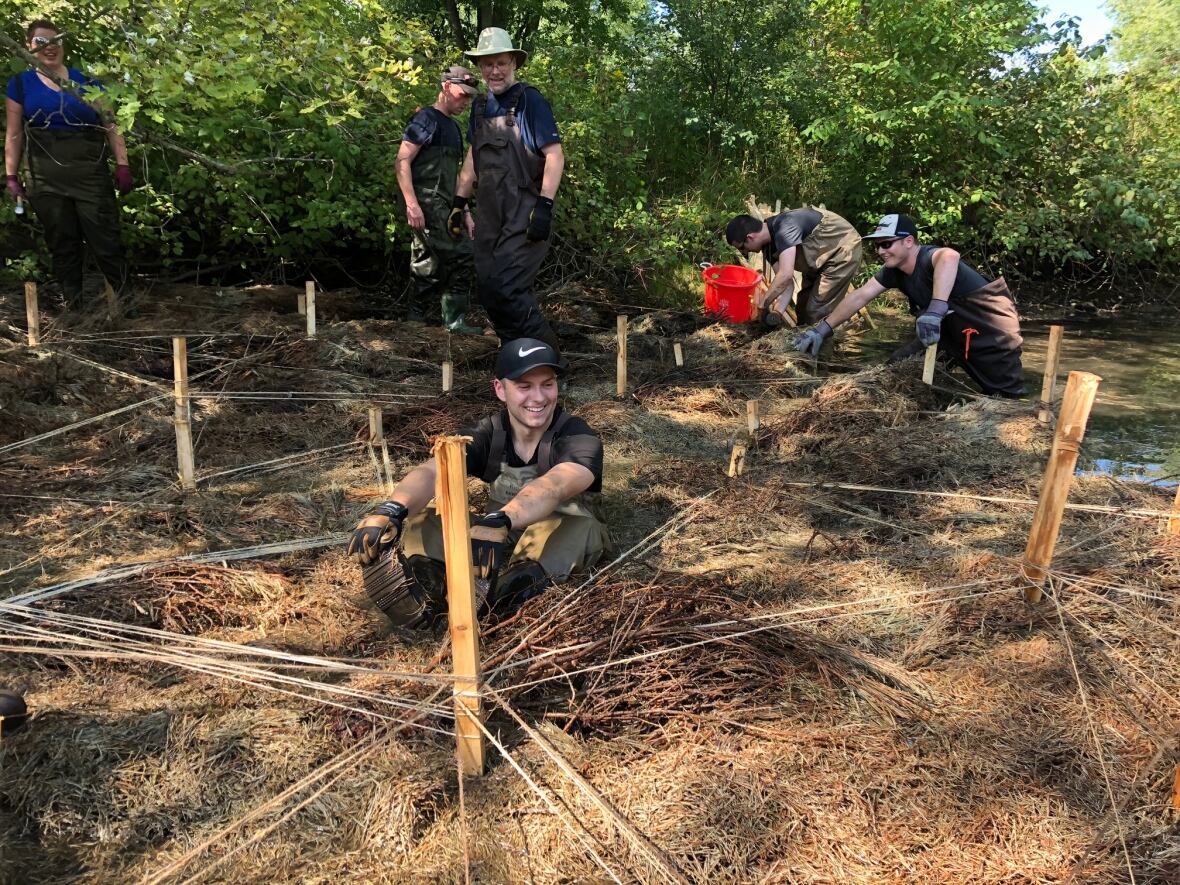 Discarded Christmas trees used to restore creeks and streams, protect