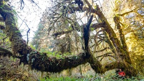 Ancient Forest Alliance campaigner TJ Watt poses with a bigleaf maple outside of Port Renfrew B.C. The group considers the tree the ninth largest of its kind in B.C. and has nicknamed it the Wolly Giant. Bigleaf Maple, near Port Renfrew