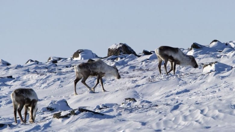 oil drilling in the tundra