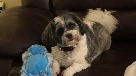 Brenda Dauphinee says Stella was the light of their lives. She is telling other pet owners, and parents of little ones, to be vigilant against other wolf attacks. wolf snatches kitimat dog