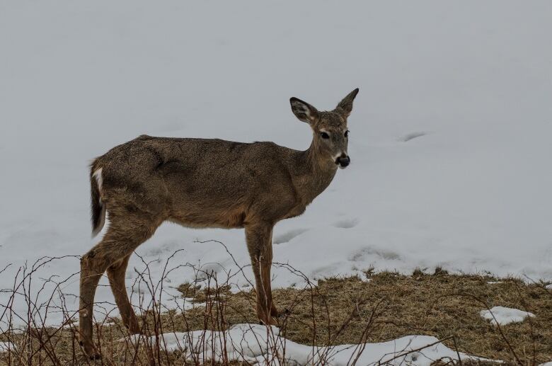 Deep snow, cold temperatures pose challenge for deer CBC News
