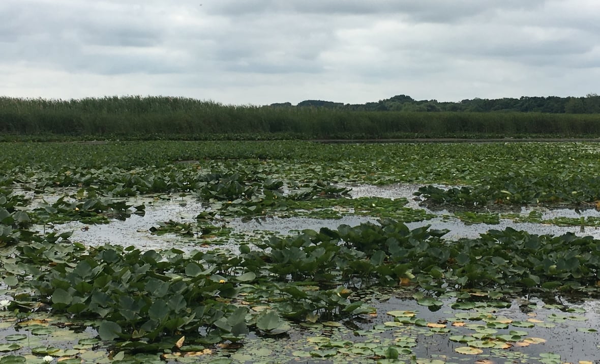 A wetland environment is filled with lilypad leaves. 