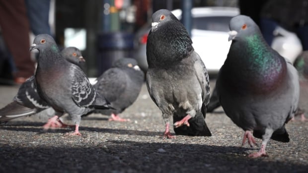 Wildlife rehabilitation centre asking Saskatoon to ban use of neurotoxin on pigeons