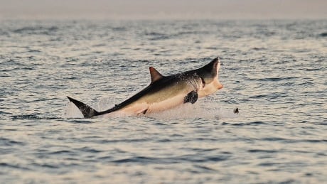 A Great White shark jumps out of the water as it hunts Cape fur seals near False Bay, on July 4, 2010. DV790267