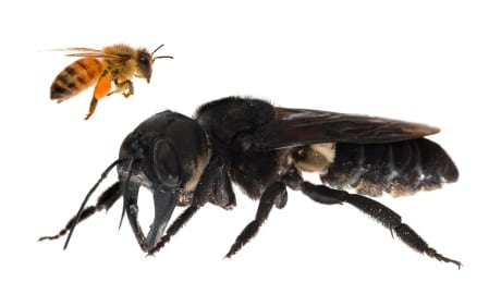 Wallace’s giant bee, Megachile pluto, is the world’s largest bee. It is approximately four times larger than a European honeybee. Wallace's giant bee