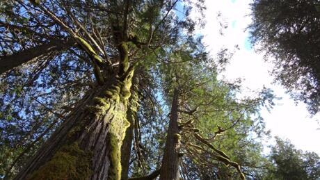 Ancient Forest