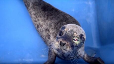 seal shot in face