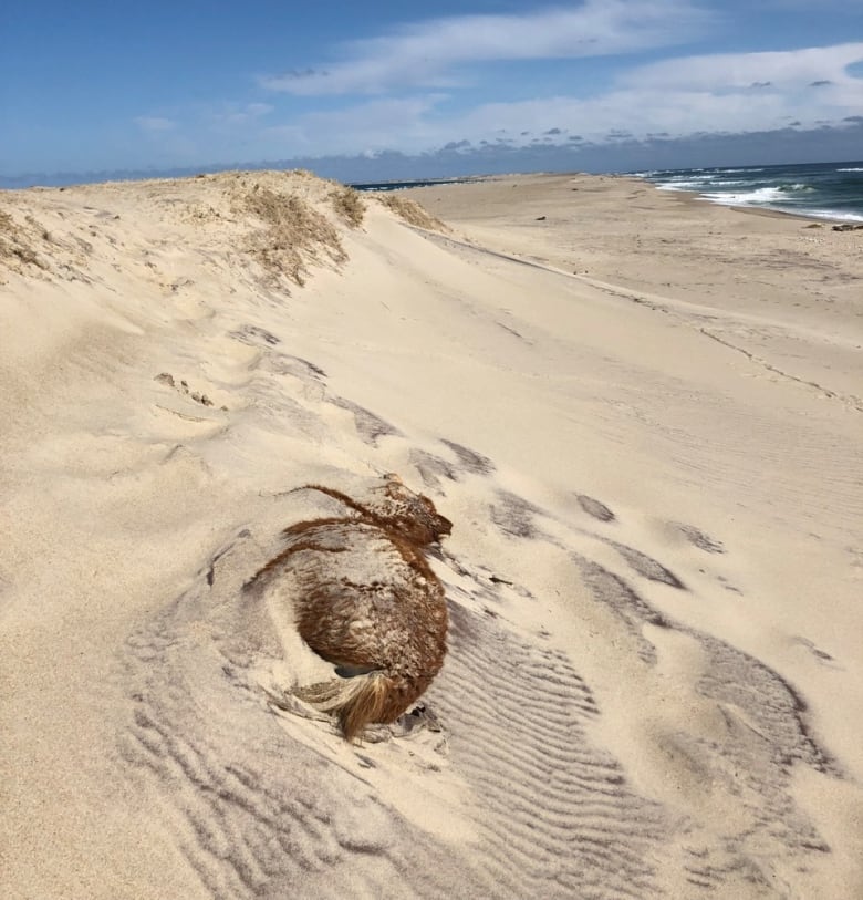 What Is Killing Sable Island S Horses Cbc News