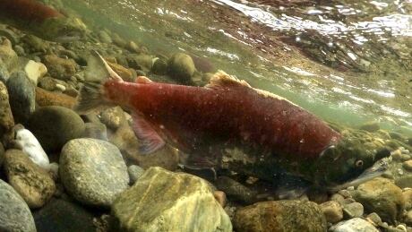 Sockeye salmon in the Adams River near Shuswap Lake, in B.C.'s southern Interior. 40202