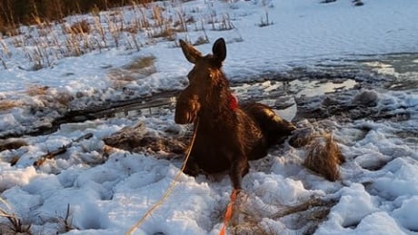 Ice fisher has 2nd thoughts about hunting after rescuing female moose from lake