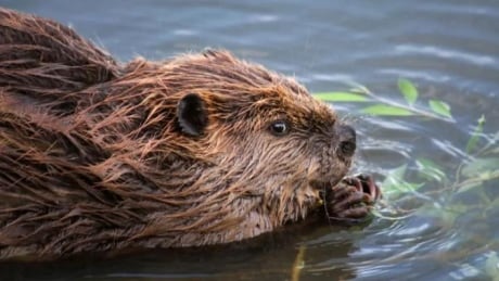 City of London has established a 'beaver protocol' to ensure conflict with the 'smart and industrious' critter doesn't cause flooding or other problems. Beaver