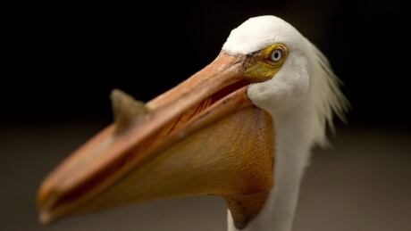 Flamingo Gardens Lost Animals