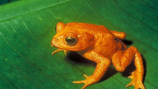 Rare' turquoise frog spotted in Fredericton