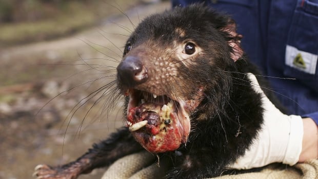 Tasmanian Devils are learning to live with the cancer that ...