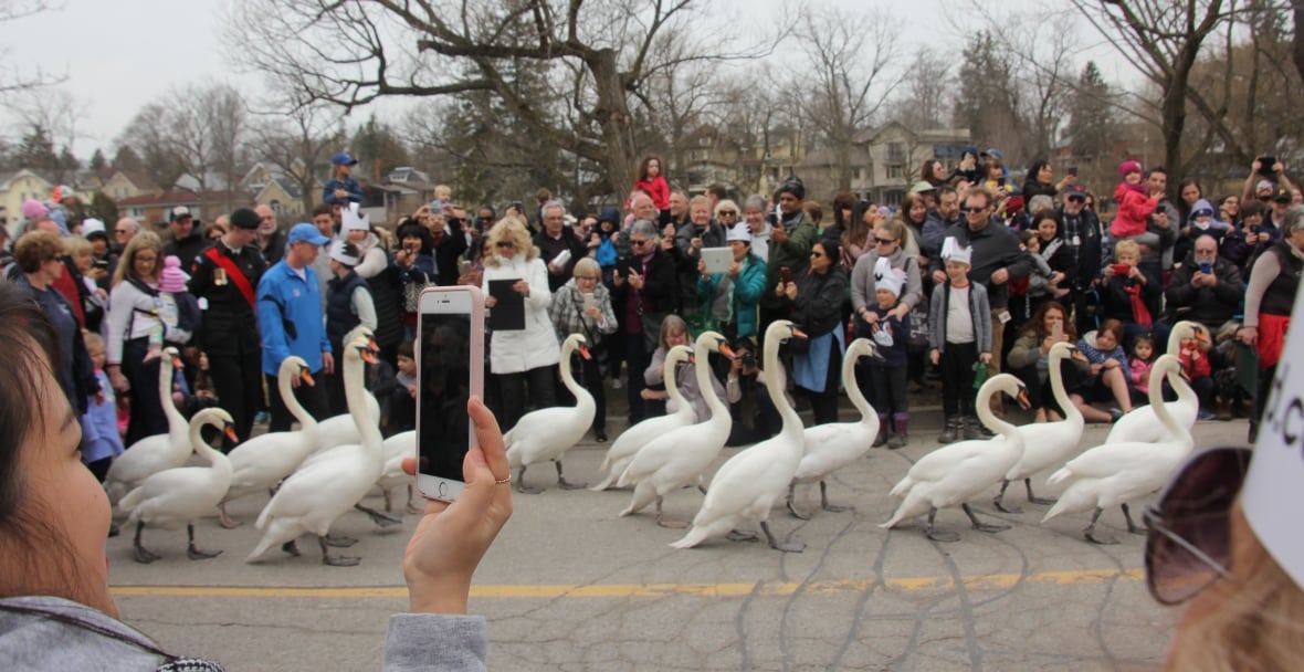 Line of swans walk in a parade surrounded by people