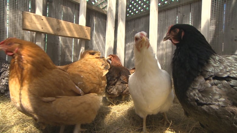 Urban Chicken Farmer Urges Halifax Council To Nix Proposed Poultry