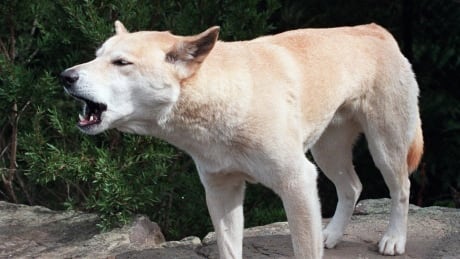 Dad saved toddler from dingo attack in Australia, say rescuers