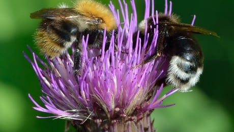 2 endangered 'gypsy cuckoo' bumblebees spotted in Calgary's bee corridor