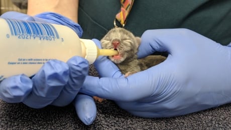 The BC SPCA says they responded immediately and transported the kittens for emergency care. "But they were too weak and compromised to survive,” said senior officer Eileen Drever. kittens found in dumpster