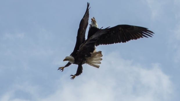 Vancouver Island Woman Injured In Bald Eagle Mishap Cbc News