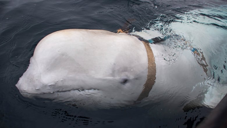 A beluga just before it emerges from the water.