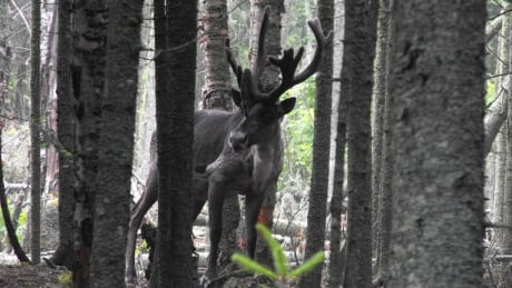 This Slate Island bull caribou was photographed in 2008. Wolves all but decimated the herd when they arrived in 2014. Slate Island caribou