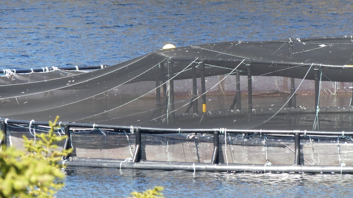 A large salmon farm in the ocean.