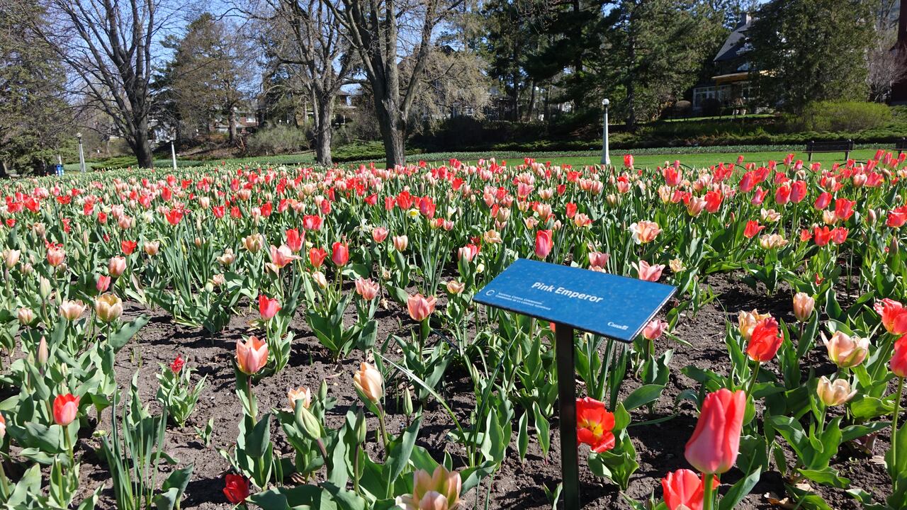 How To Care For Tulip Bulbs After Bloom To Keep Them Looking Beautiful D63